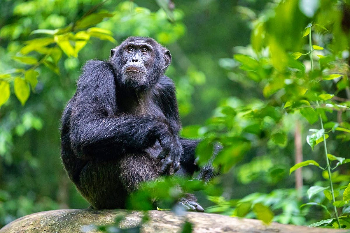 chimpanzee-trekking-safari-in-uganda