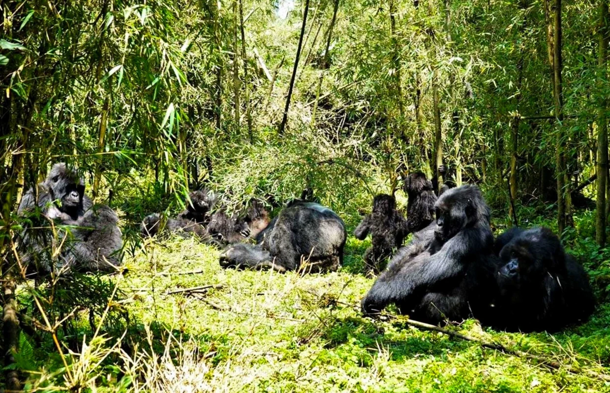 volcanoes-national-park-gorilla-trekking