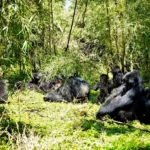 volcanoes-national-park-gorilla-trekking