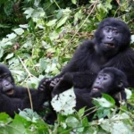 gorilla-trekking-rules-every-tourist-should-know