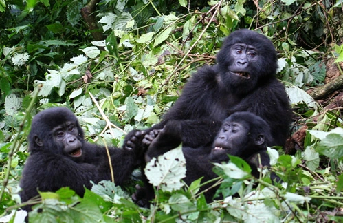 gorilla-trekking-rules-every-tourist-should-know