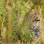 leopard-tracking-experiences-in-uganda