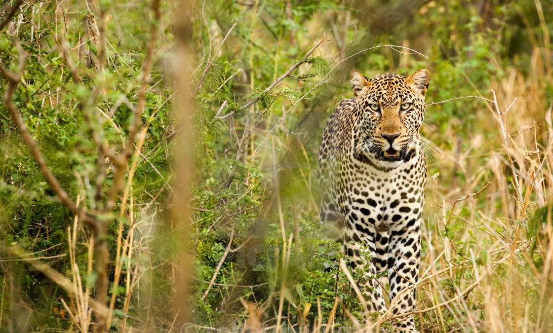 leopard-tracking-experiences-in-uganda