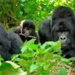 best-family-gorilla-safari-in-uganda