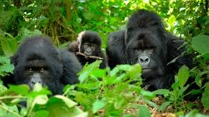 best-family-gorilla-safari-in-uganda