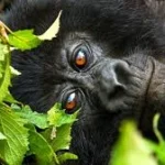 fly-in-gorilla-safaris-in-rwanda