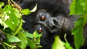 fly-in-gorilla-safaris-in-rwanda