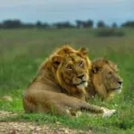 big-five-safari-in-murchison-falls-national-park