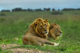 big-five-safari-in-murchison-falls-national-park