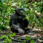 chimpanzee-trekking-safaris-in-uganda