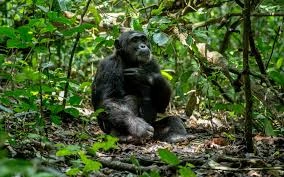 chimpanzee-trekking-safaris-in-uganda