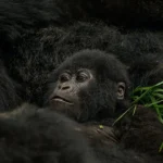 best-gorilla-trekking-packages-from-kigali