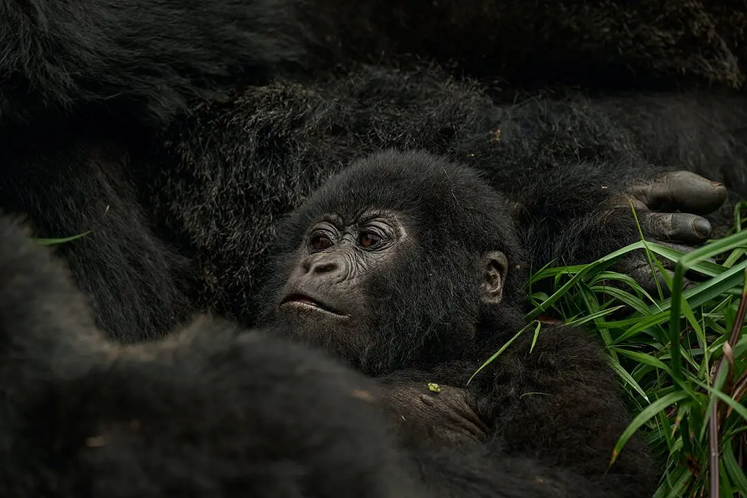 best-gorilla-trekking-packages-from-kigali