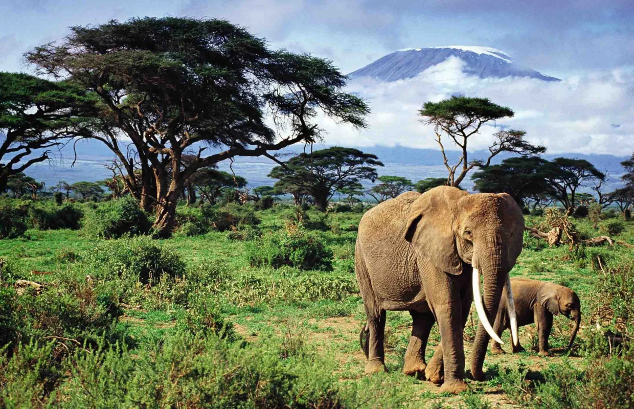 african-elephant-safari-experiences