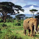 african-elephant-safari-experiences