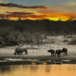 top-10-safari-destinations-in-east-africa-for-first-time-travelers