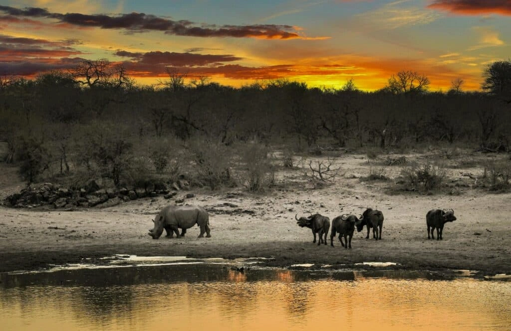 top-10-safari-destinations-in-east-africa-for-first-time-travelers