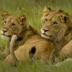 queen-elizabeth-national-park-travel-guide