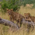 uganda-wildlife-safari-experiences