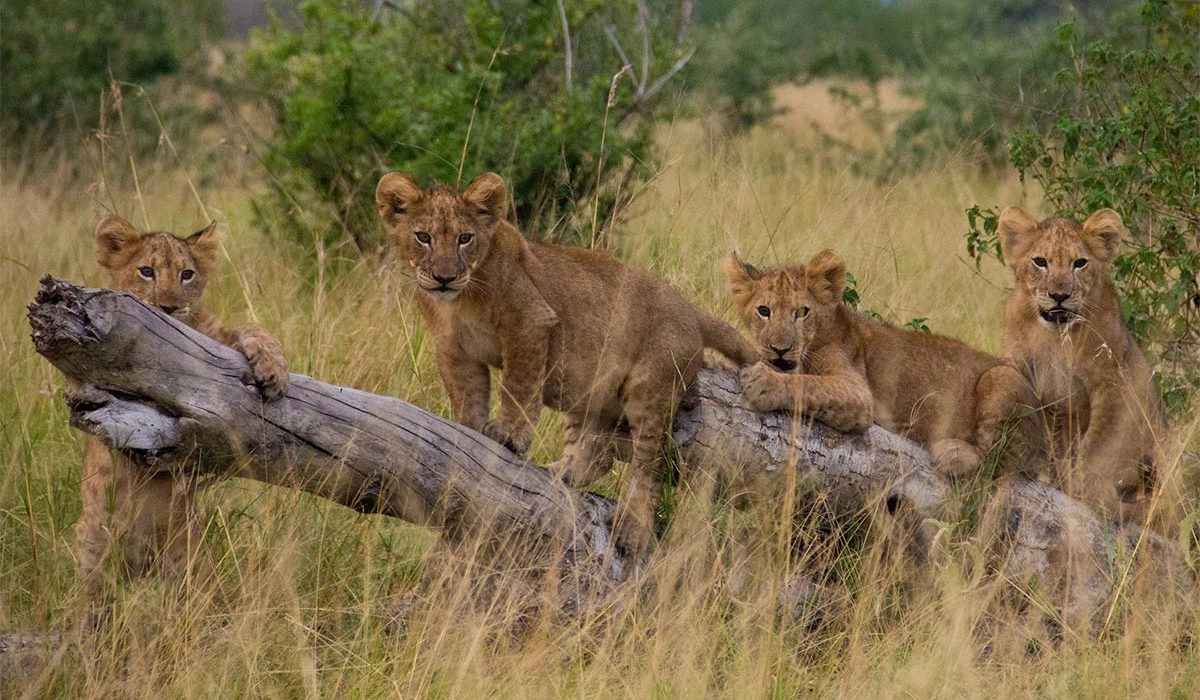 uganda-wildlife-safari-experiences