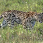 big-five-safari-in-queen-elizabeth-national-park