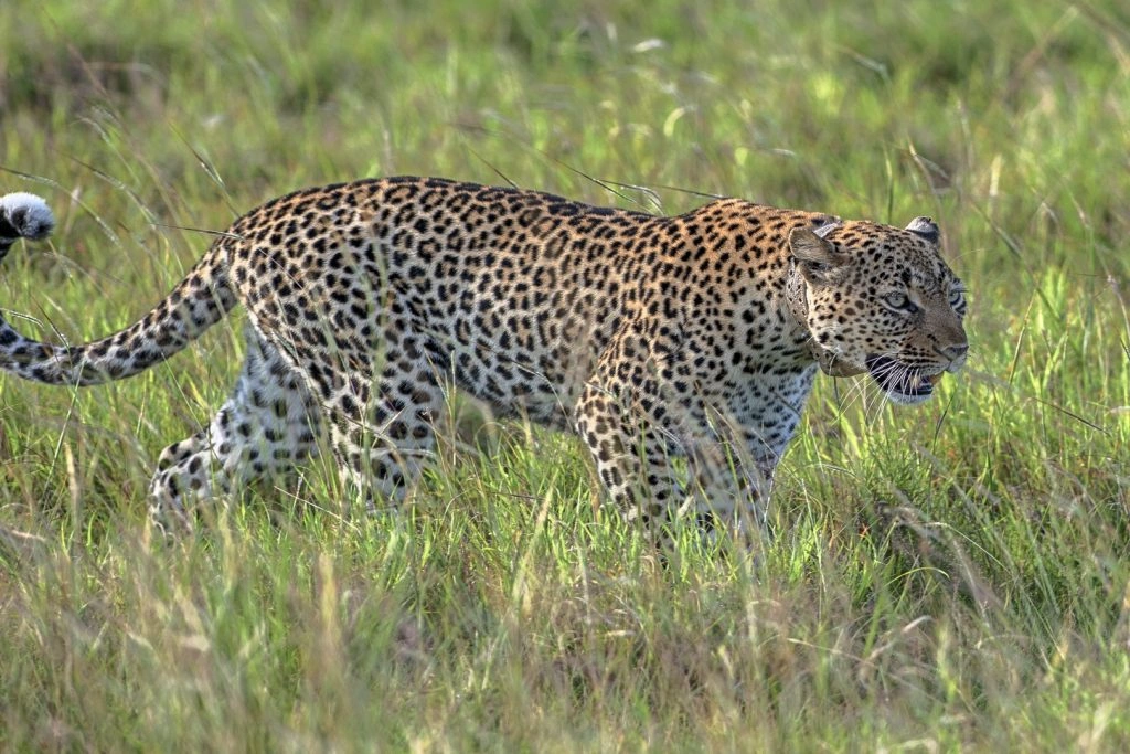 big-five-safari-in-queen-elizabeth-national-park