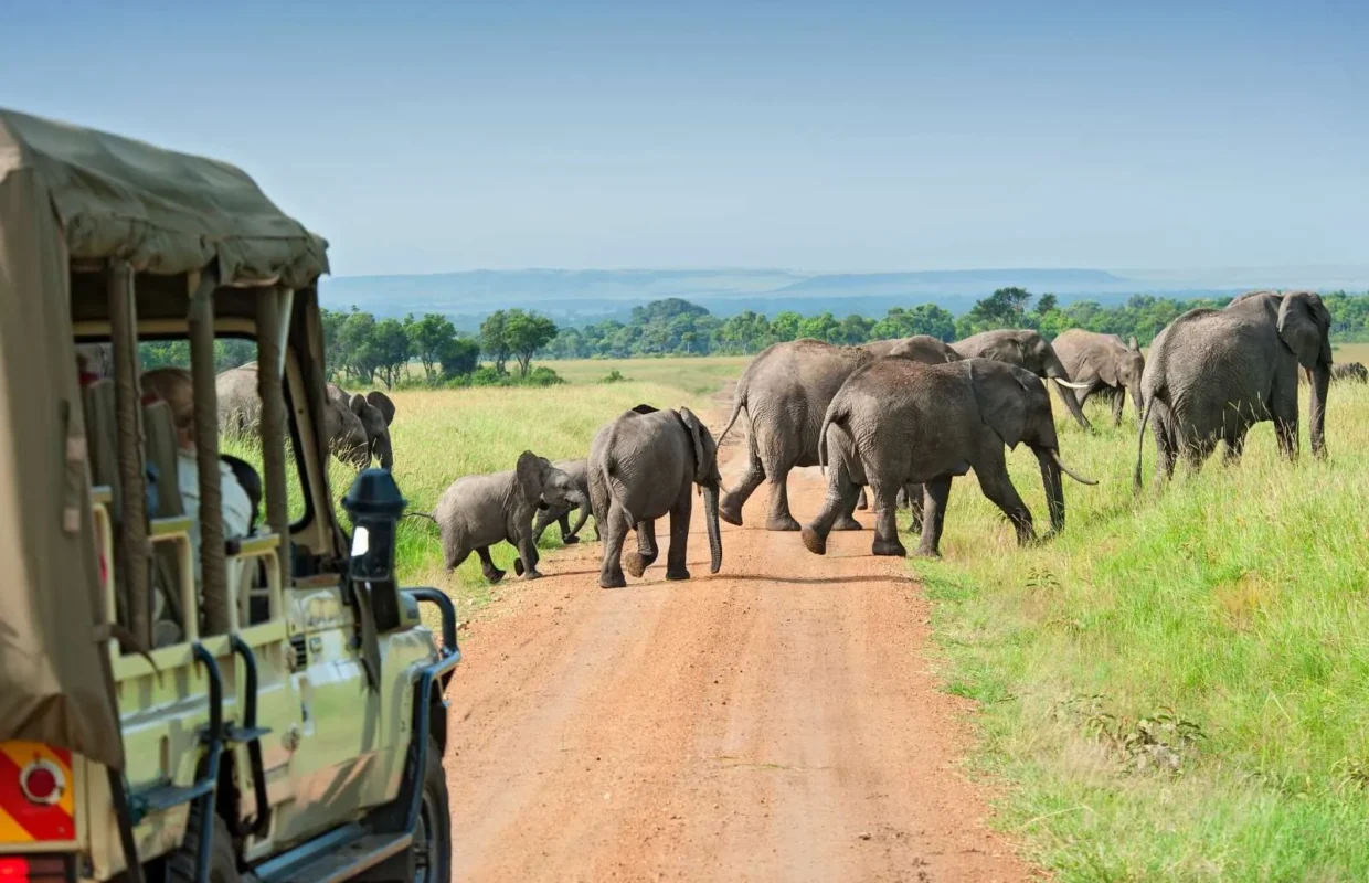 why-guided-safaris-are-better-than-self-drive