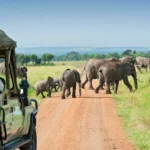 why-guided-safaris-are-better-than-self-drive