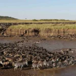 best-time-to-visit-serengeti-national-park
