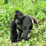 uganda-vs-rwanda-gorilla-trekking-which-is-better