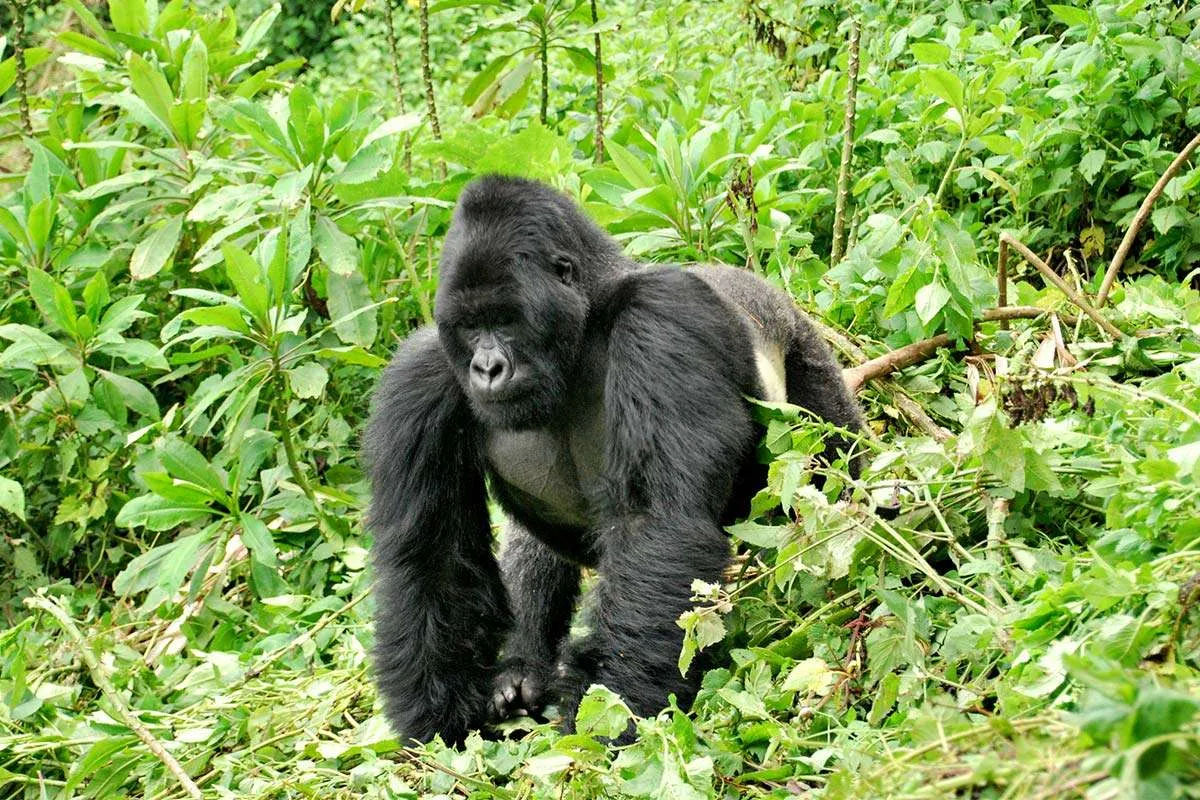 uganda-vs-rwanda-gorilla-trekking-which-is-better