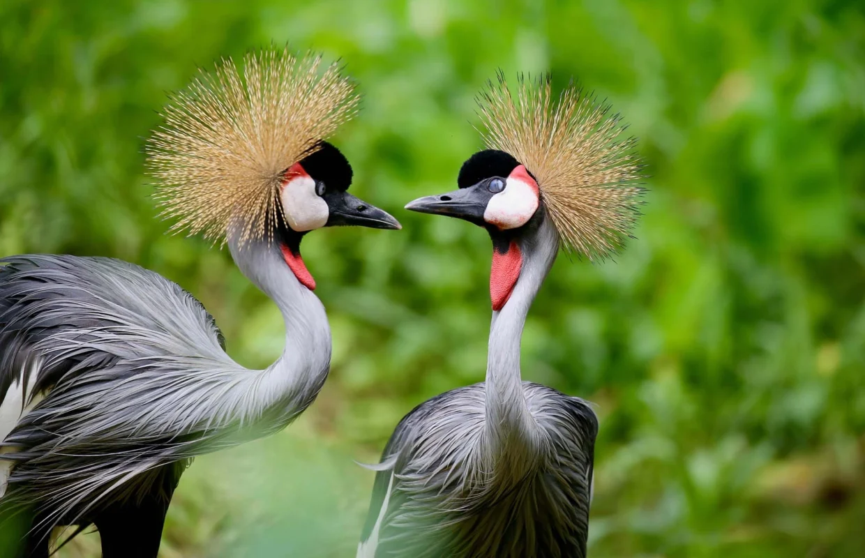 best-forest-birding-experiences-in-uganda