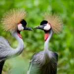 best-forest-birding-experiences-in-uganda