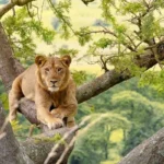 best-national-parks-to-visit-in-uganda-for-wildlife-safaris