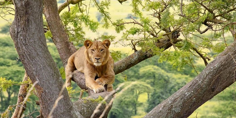 best-national-parks-to-visit-in-uganda-for-wildlife-safaris