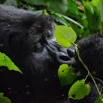 how-difficult-is-gorilla-trekking-in-africa