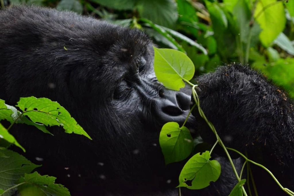 how-difficult-is-gorilla-trekking-in-africa