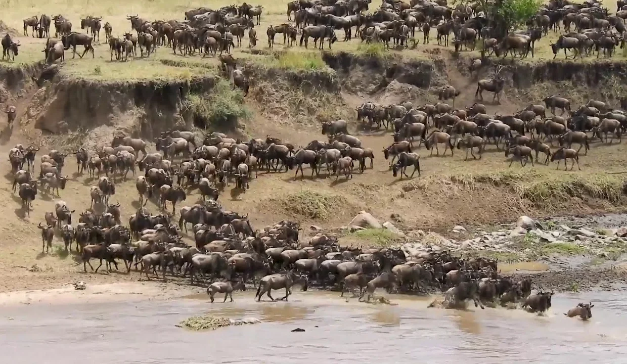 wildebeest-migration-safari-experiences