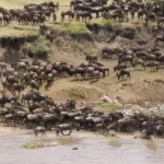 wildebeest-migration-safari-experiences