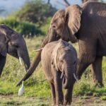best-places-to-see-elephants-during-a-uganda-safari