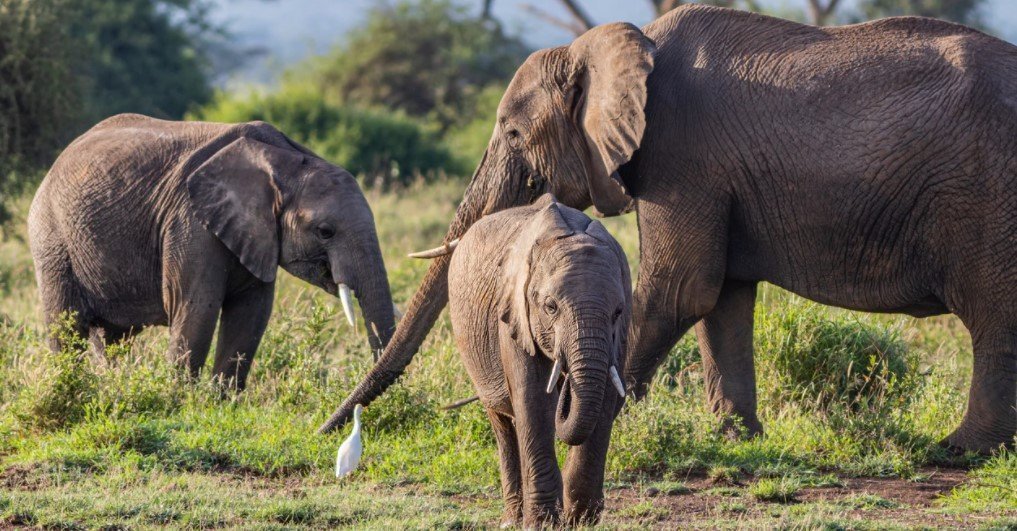 best-places-to-see-elephants-during-a-uganda-safari