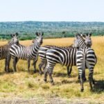 rwanda-vs-uganda-game-drives