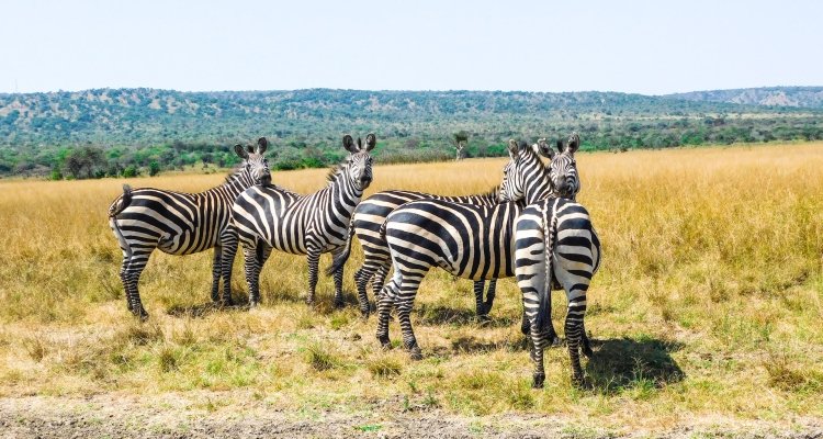 rwanda-vs-uganda-game-drives