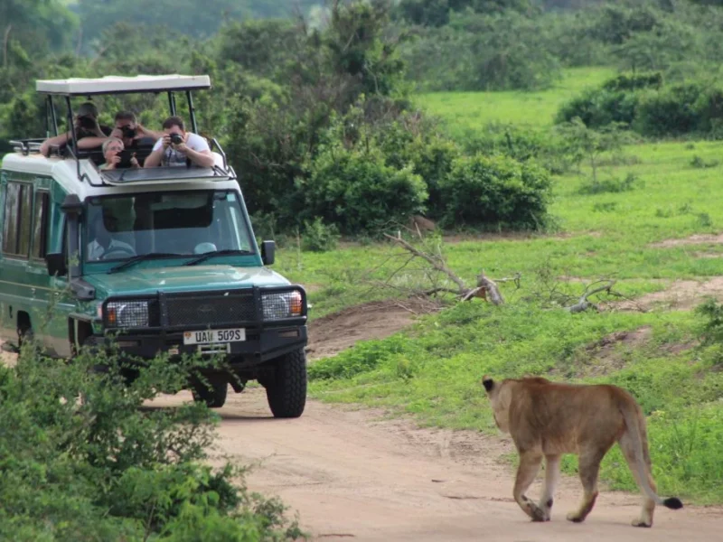 big-five-tracking-and-game-drives-in-uganda