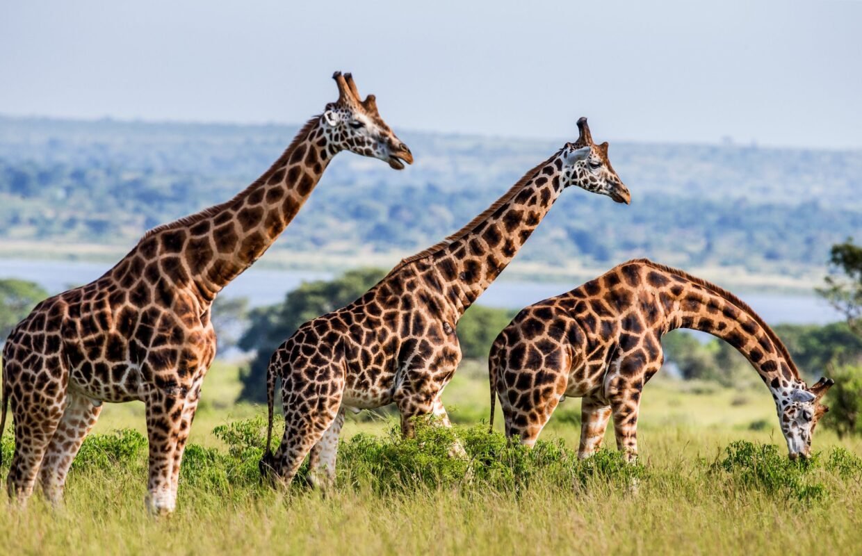 wildlife-encounters-in-ugandas-savannah-parks
