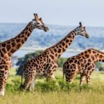 wildlife-encounters-in-ugandas-savannah-parks