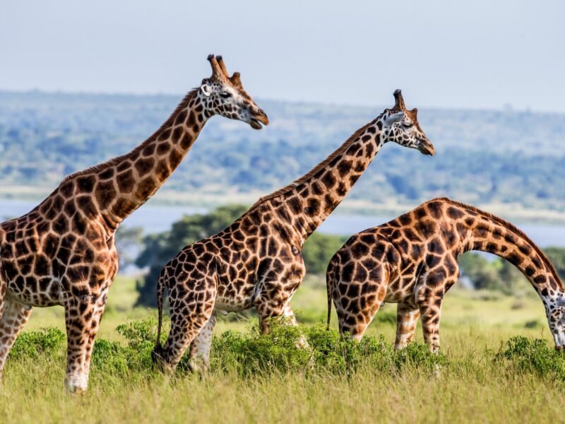 wildlife-encounters-in-ugandas-savannah-parks