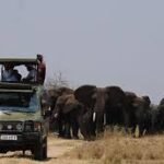 family-friendly-game-drives-in-rwanda