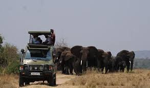 family-friendly-game-drives-in-rwanda